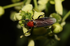 Bibio hortulanus