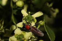 Bibio hortulanus