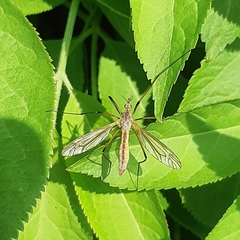 Tipula vernalis