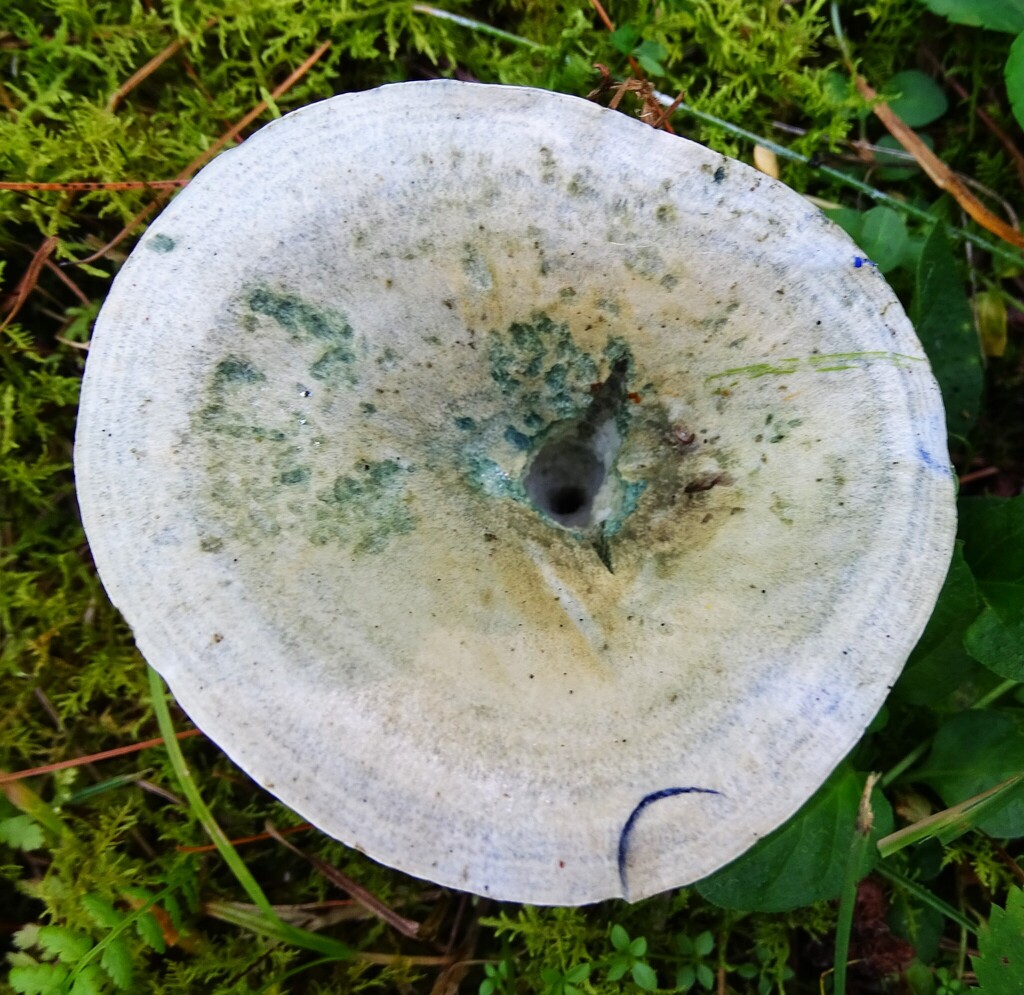 indigo milk cap · August 2026 · photo: Photo: (c) Shirley Zundell, some rights reserved (CC BY) · iNaturalist