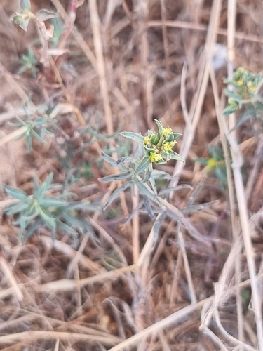 Euphorbia terracina, photograph 5