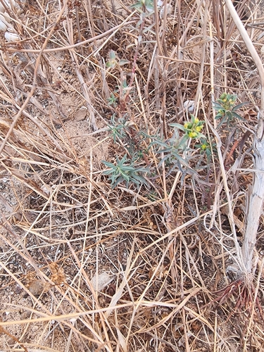 Euphorbia terracina, photograph 6