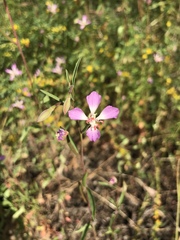 Clarkia delicata