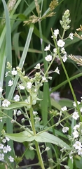 Veronica undulata