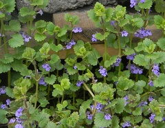Glechoma hederacea