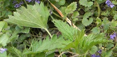 Urtica dioica