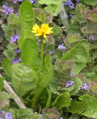 Taraxacum officinale