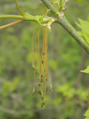 Acer negundo