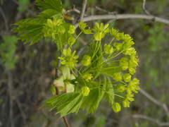 Acer platanoides