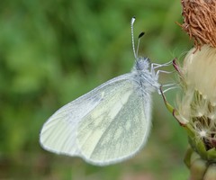 Leptidea juvernica