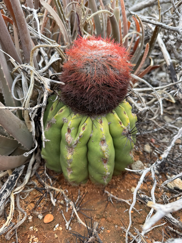 Melocactus stramineus