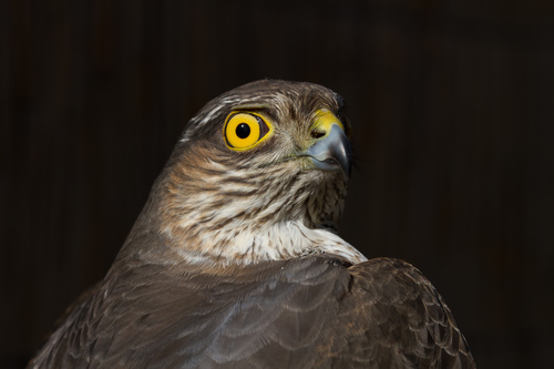 Gavilán común (Accipiter nisus)