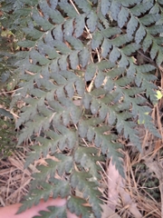 Polystichum oculatum, photograph (c) Mel Whiting, some rights reserved (CC BY)