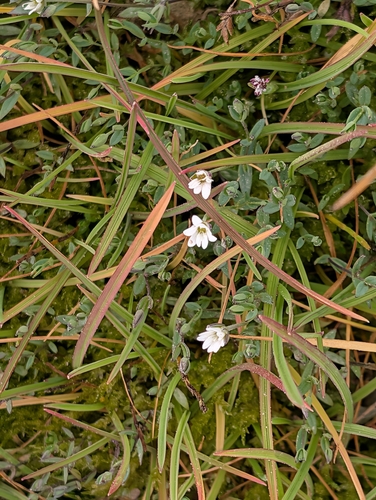 Longstalk starwort