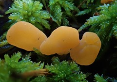 Mitrula paludosa