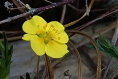 Potentilla erecta