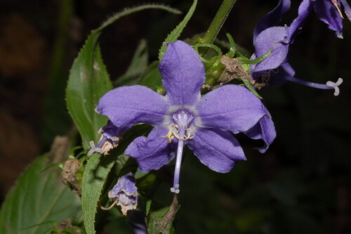 tall bellflower