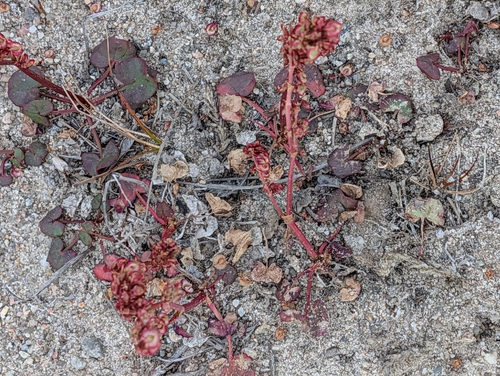 alpine sorrel