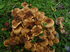 Pholiota subflammans