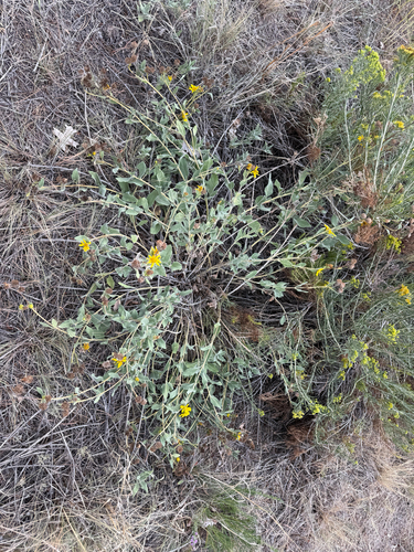 Helianthus pumilus, photograph 6
