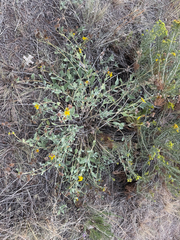 Helianthus pumilus, photograph (c) Jared Lincenberg, some rights reserved (CC BY)