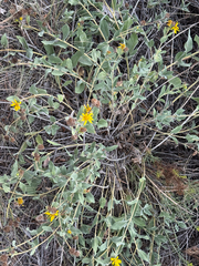 Helianthus pumilus, photograph (c) Jared Lincenberg, some rights reserved (CC BY)