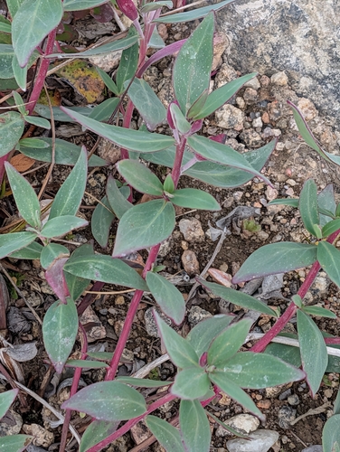 Dwarf Fireweed