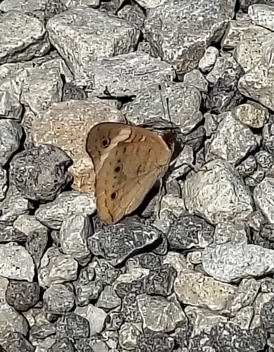 Common Buckeye