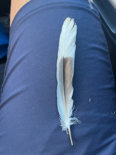 Eurasian Collared-Dove