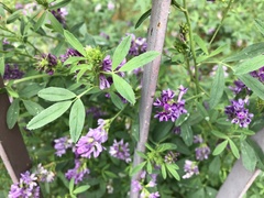 Medicago sativa