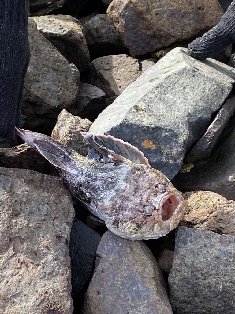 Flathead