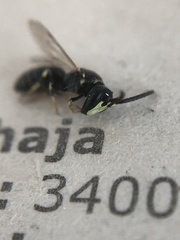 Hylaeus