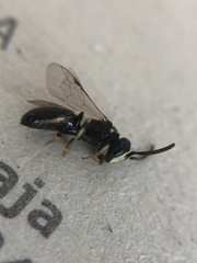 Hylaeus
