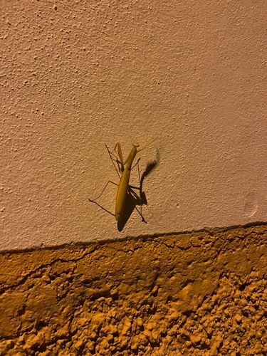 European Mantis