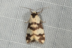 Thallarcha albicollis