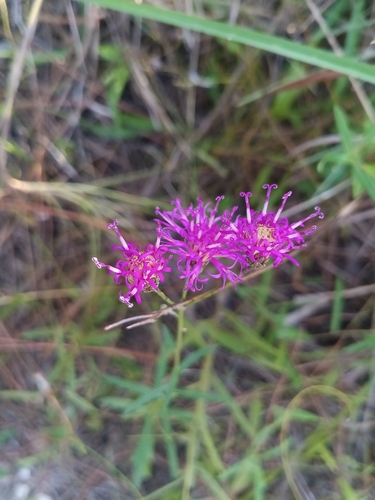 Vernonia blodgettii, photograph 6