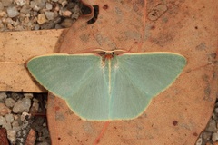 Chlorocoma assimilis