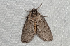 Discophlebia celaena
