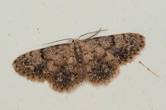 Idaea ferrilinea