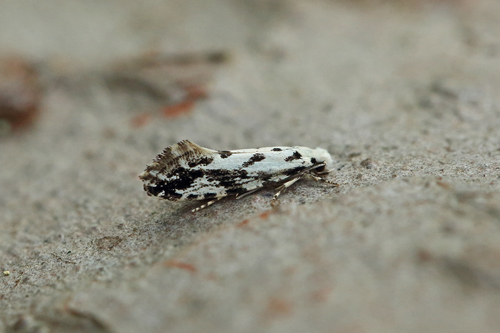 Pied Clothes Moth