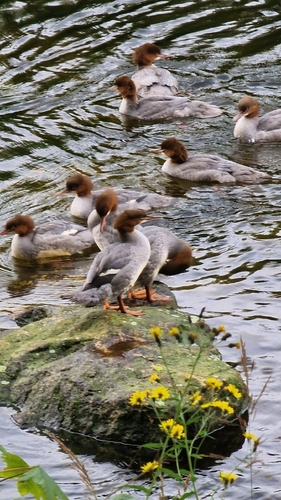 Common Merganser