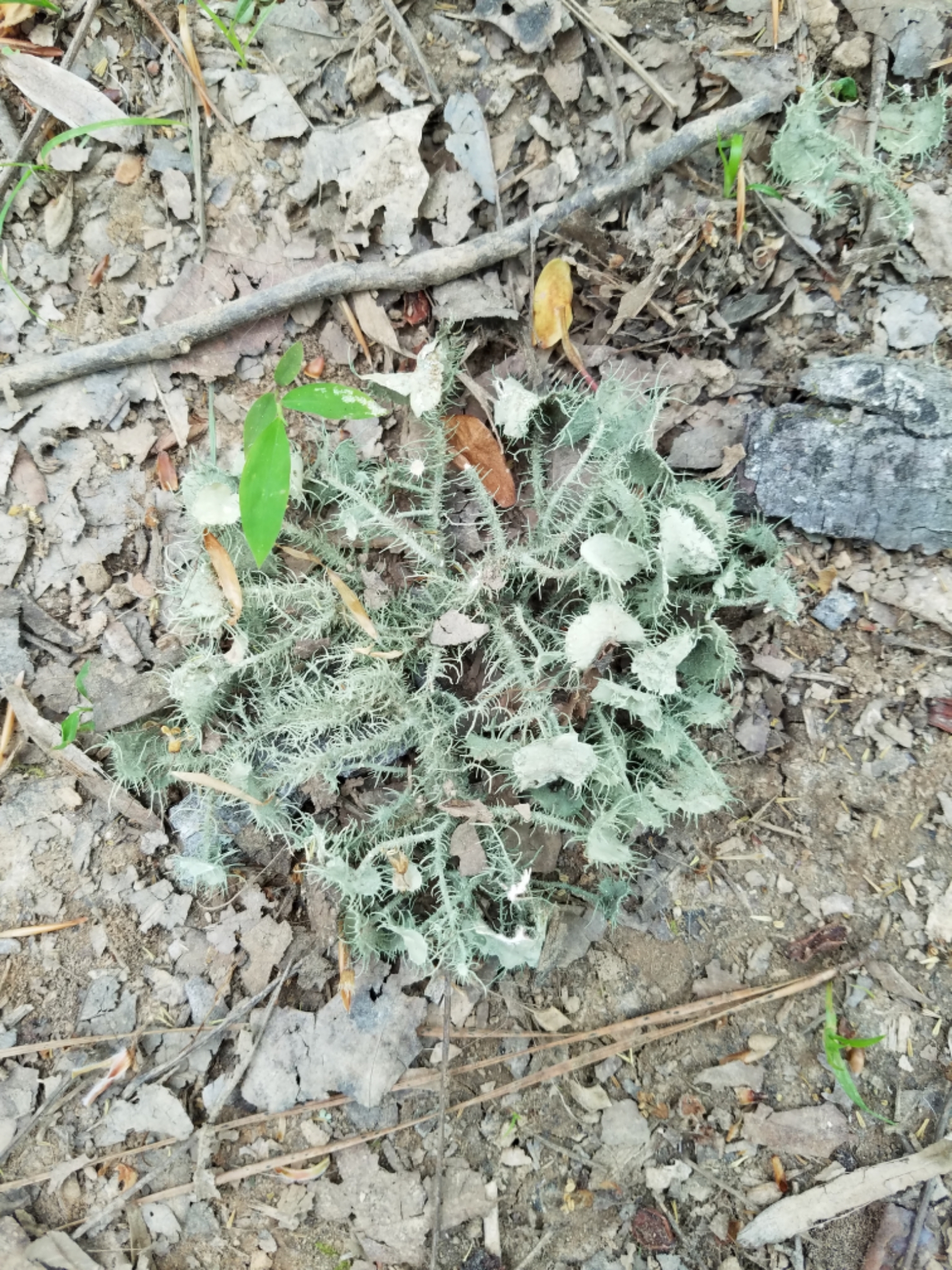 Usnea strigosa image