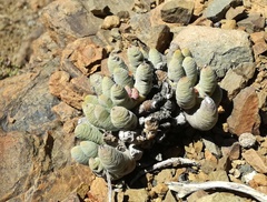 Cylindrophyllum