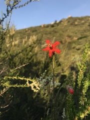 Silene laciniata laciniata