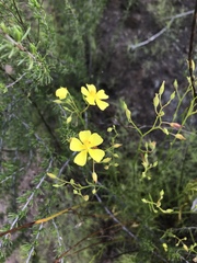 Crocanthemum aldersonii