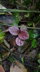 Geophila