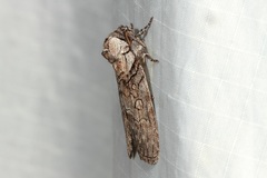 Discophlebia celaena