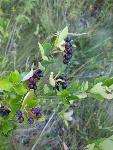 black chokeberry