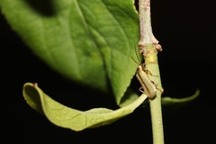 Metacantharis clypeata