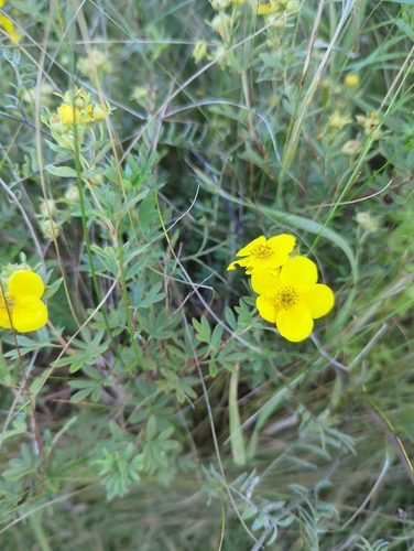 shrubby cinquefoil